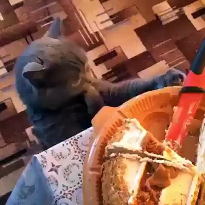 Gato comendo bolo