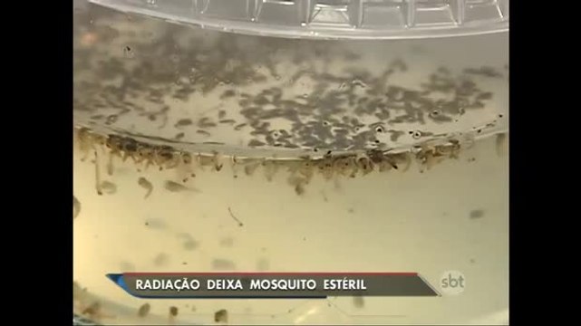 Radiação deixa Aedes Aegypti estéril