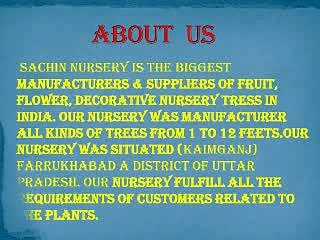 Nursery trees suppliers in India: Sachin Nursery