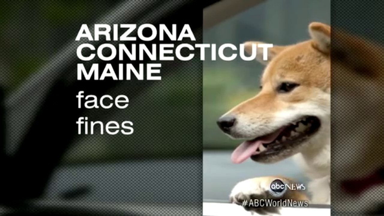 Dogs Causing Car Accidents Dog Crash Dummies Video