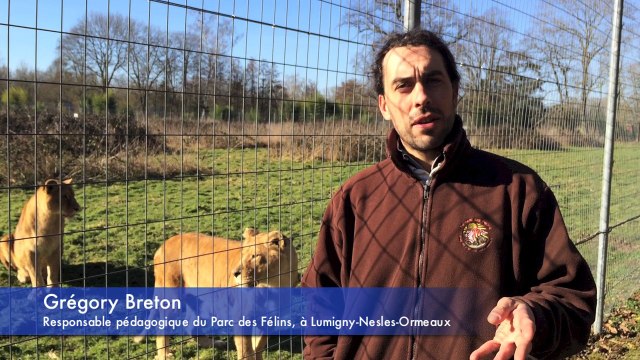 Parc des Félins - le lionceau Bagani et les trois petits tigres, Lyuba, Neva et Sayan