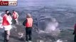 LiveLeak - Sperm whale rescued by fishermen in Japan -