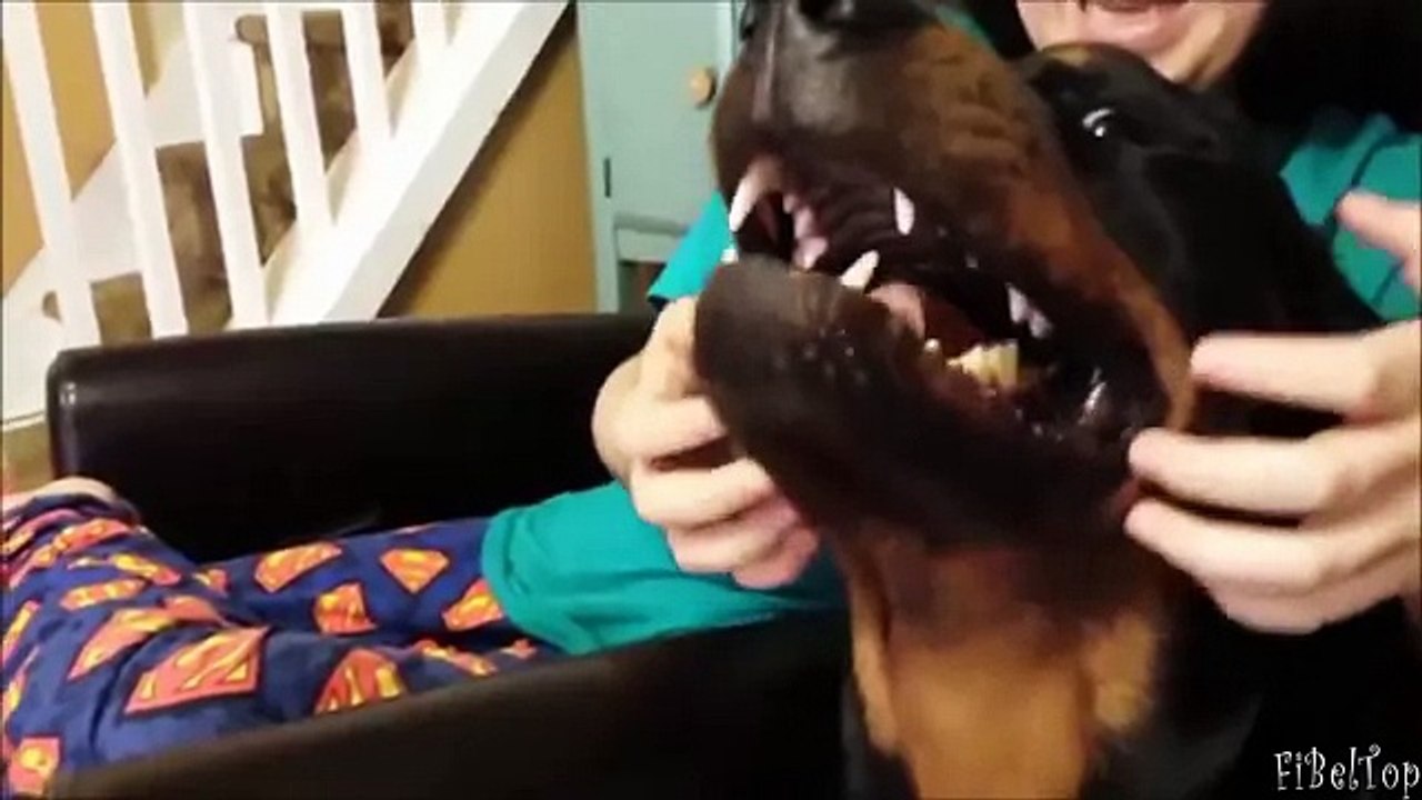 Смешное видео про собак