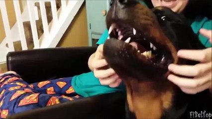 Смешное видео про собак