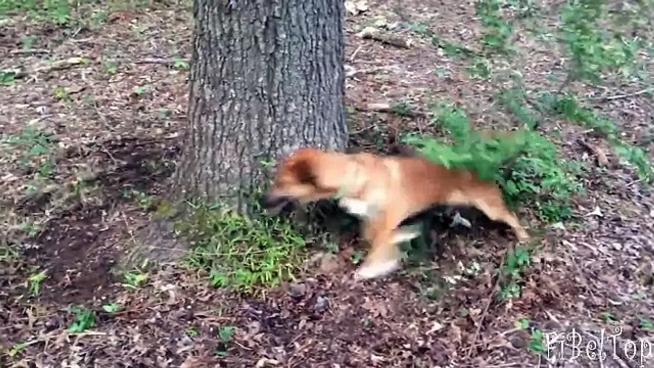 Смешное видео про животных