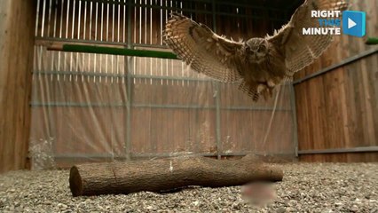 Birds Flight in Stunning Slow Motion Footage