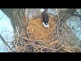 DECORAH EAGLES  2/18/2016  7:33 AM  CST   DAD BRINGS A SQUIRREL IN-IS HE STARTING A PANTRY??