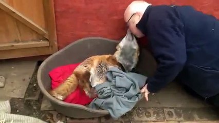 La volpe che sembra un cagnolino