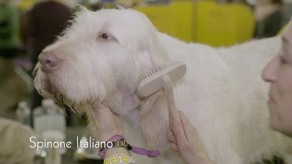 Dogs at the Westminster Dog Show Have a More Elaborate Getting Ready Routine Than We Do