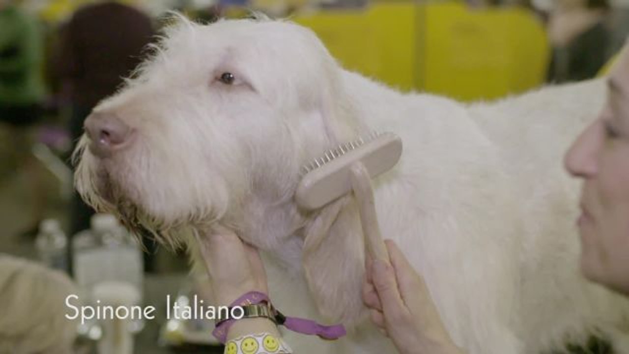 Dogs at the Westminster Dog Show Have a More Elaborate Getting Ready Routine Than We Do