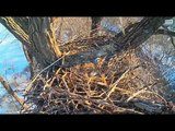 DECORAH EAGLES  1/23/2016  9:30 AM/10:07 AM  CST    ALERT AND STICKS BROUGHT IN