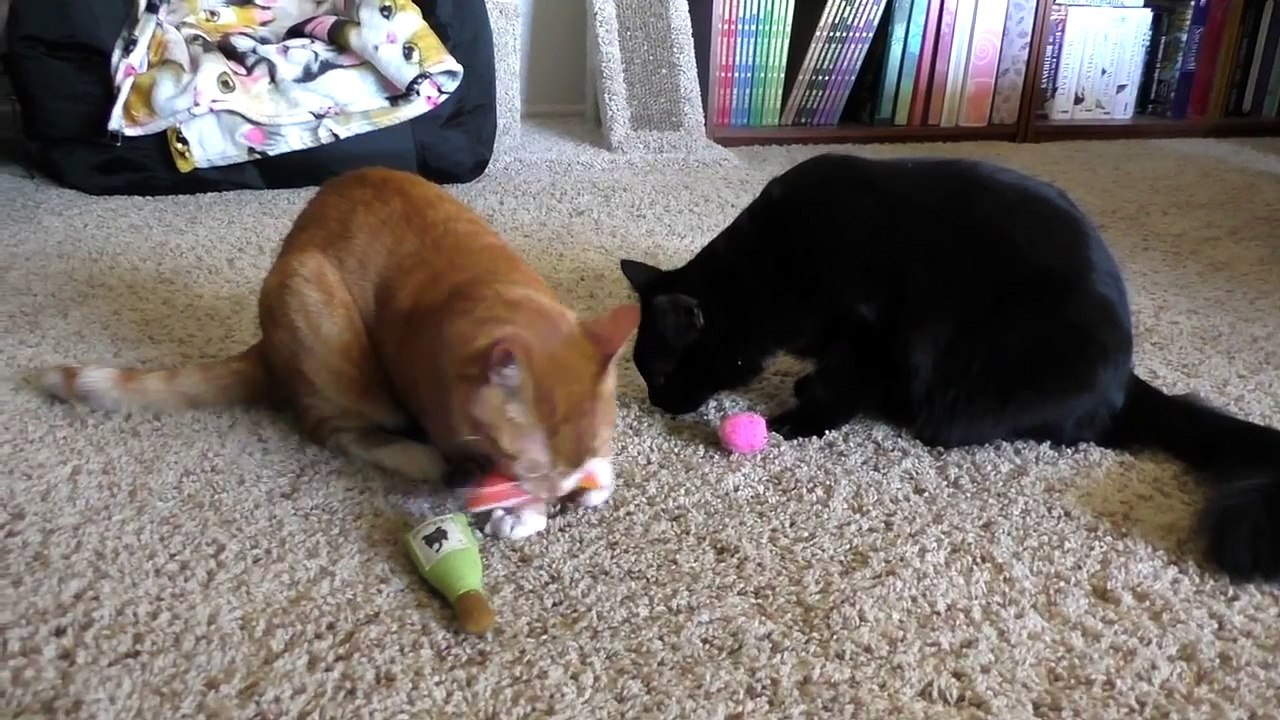 5 Hacks Fur Cat Owners