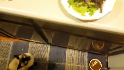 The sound of disappointment in my cats meow after she realizes its not tuna