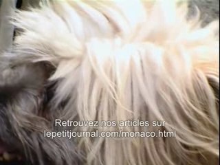 Benediction des animaux Cathedrale Monaco