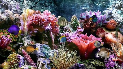 VideoMakerFX Review * VideoMakerFX Demo