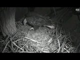 DECORAH EAGLES  2/1/2016  6:56 AM  CST   BOTH MOM AND DAD ARE BACK