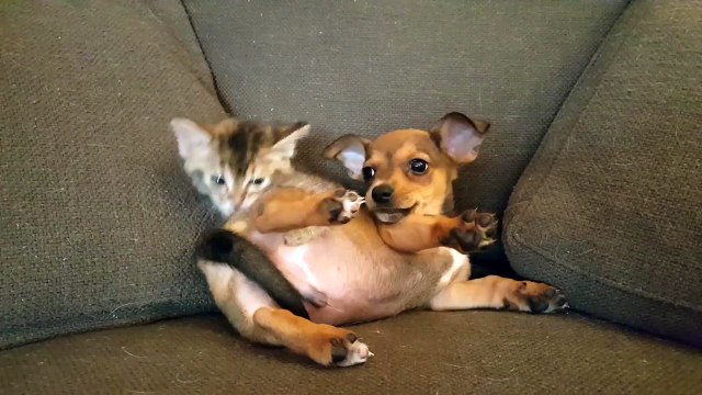 Un chaton joue avec un bébé chien... CUTE!