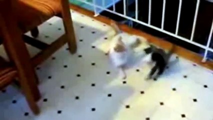 FUNNY CATS DOING AWESOME STUFF, EPIC