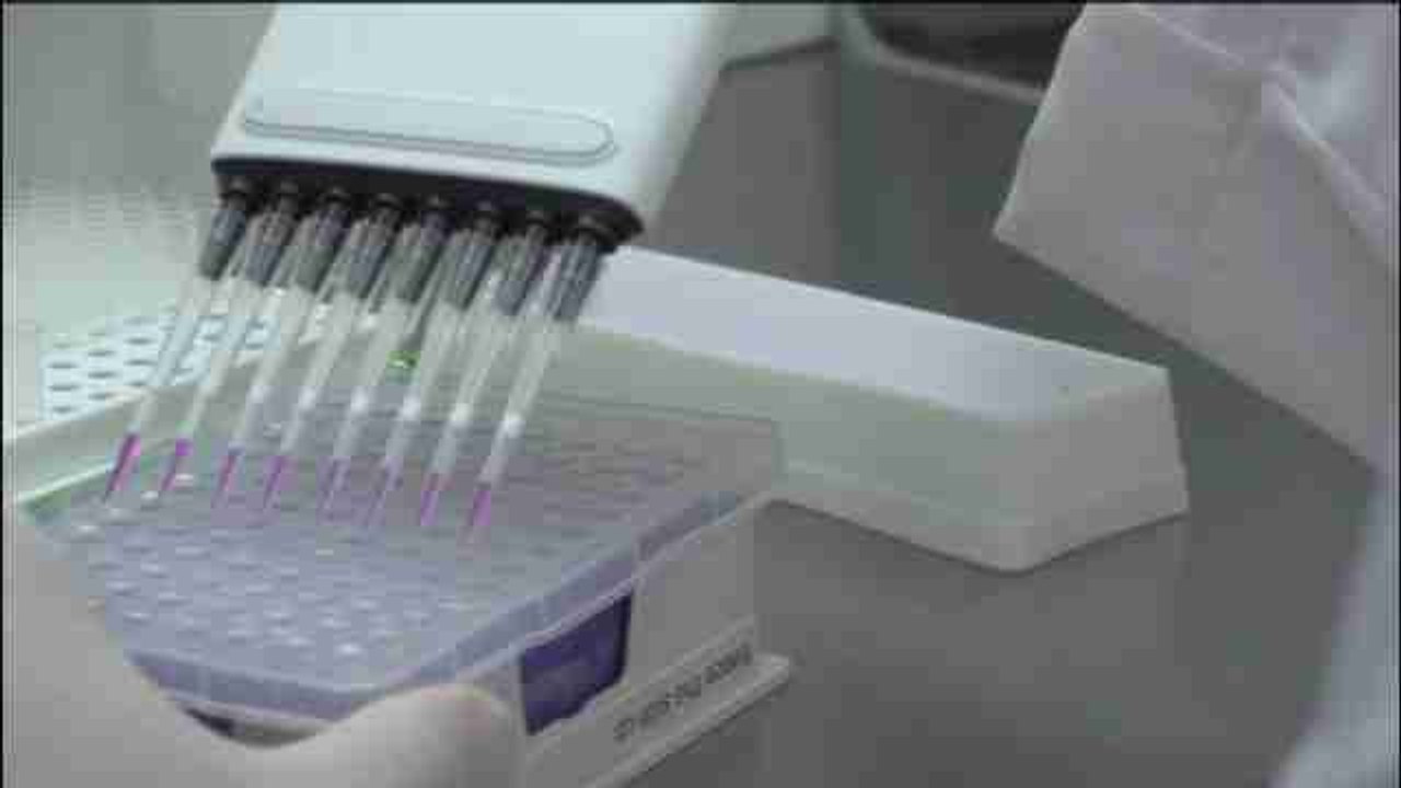 Investigación a contrarreloj para desentrañar las características del zika