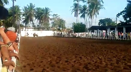 Haras hs Wild rocket bar