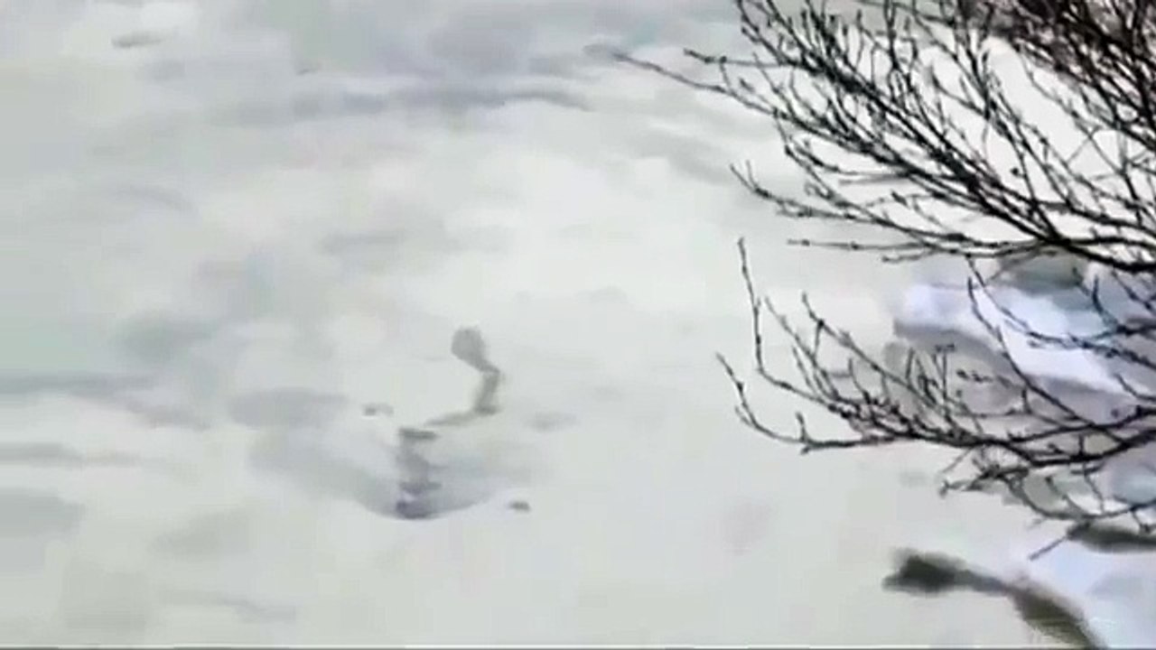 Rekaman Video Monster Laut Dinyatakan Asli