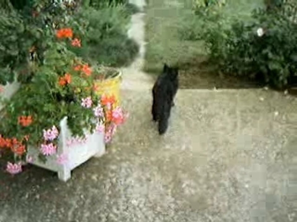chat bourré