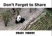 What happens when a giant panda feels anxiety cute panda