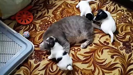 Puppies playing with cat