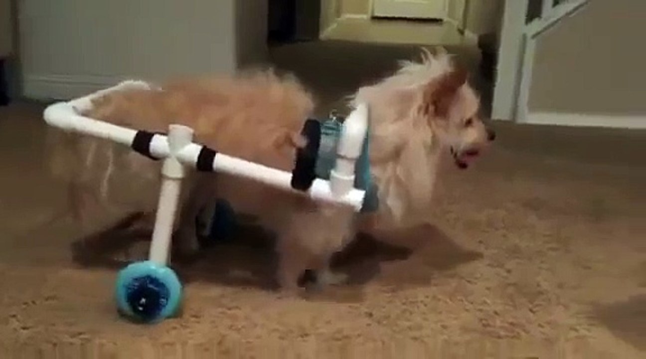 Wheel Chair For Dog