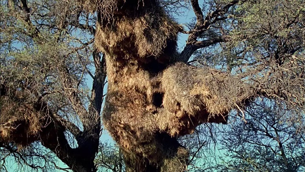 Curiosités Animales: Animaux Tisserands, L'oiseau & L'araignée