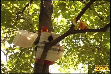 Golden Lion Tamarins in the Trees at Brookfield Zoo