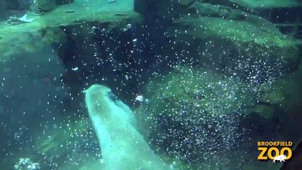 Hudson Polar Bear Dives into the Water