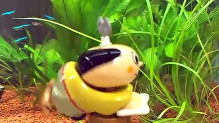 Zenmai Zamurai is cleaning the bottom of the fish tank
