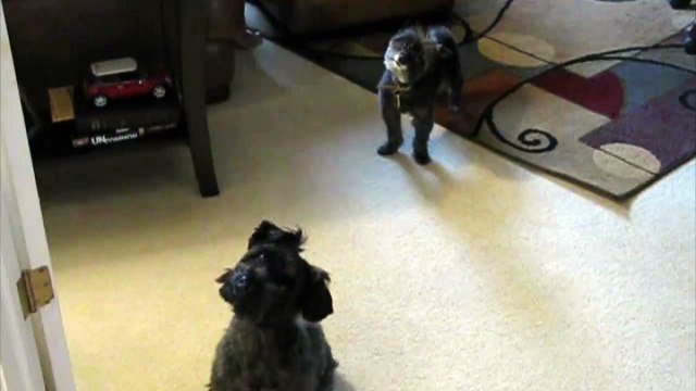 Terrier Pups Love Playing Piano