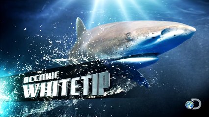Oceanic Whitetip: The Zen Shark Warrior