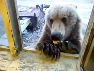 Rusya'da Ormandan İnen Ayı Çok Acıkınca Bakın Ne Yaptı! Yok