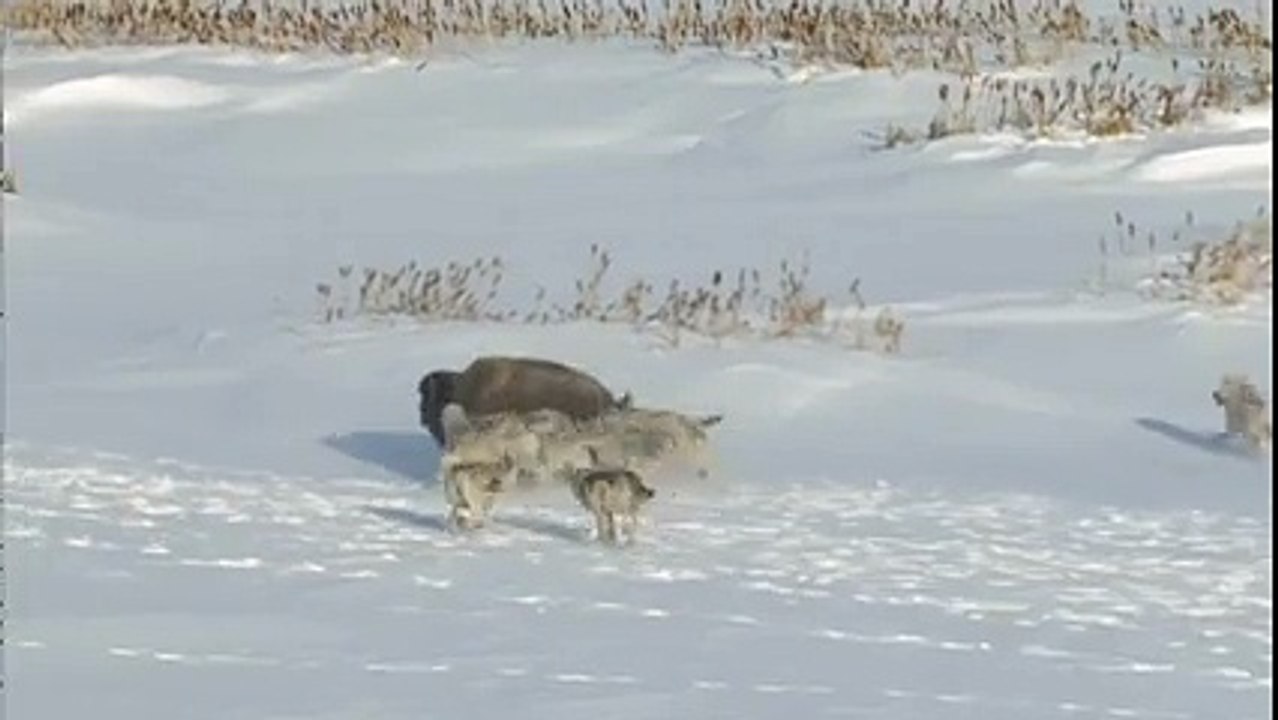 Funny whatsapp video 2015/2016 very funny - Dailymotion