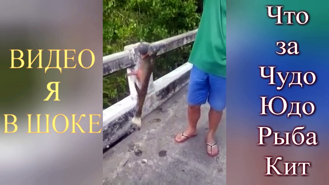 Видео я в шоке! Чудо Юдо рыба - кит