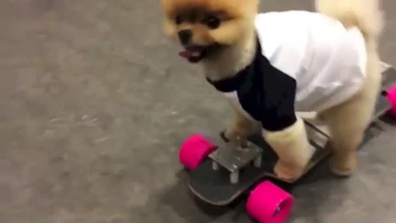Funny Dog Vines