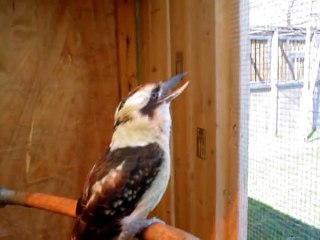 Laughing Kookaburra