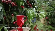 Kahve Tarlaları - Nescafe Reklamı