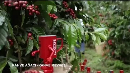 Kahve Tarlaları - Nescafe Reklamı