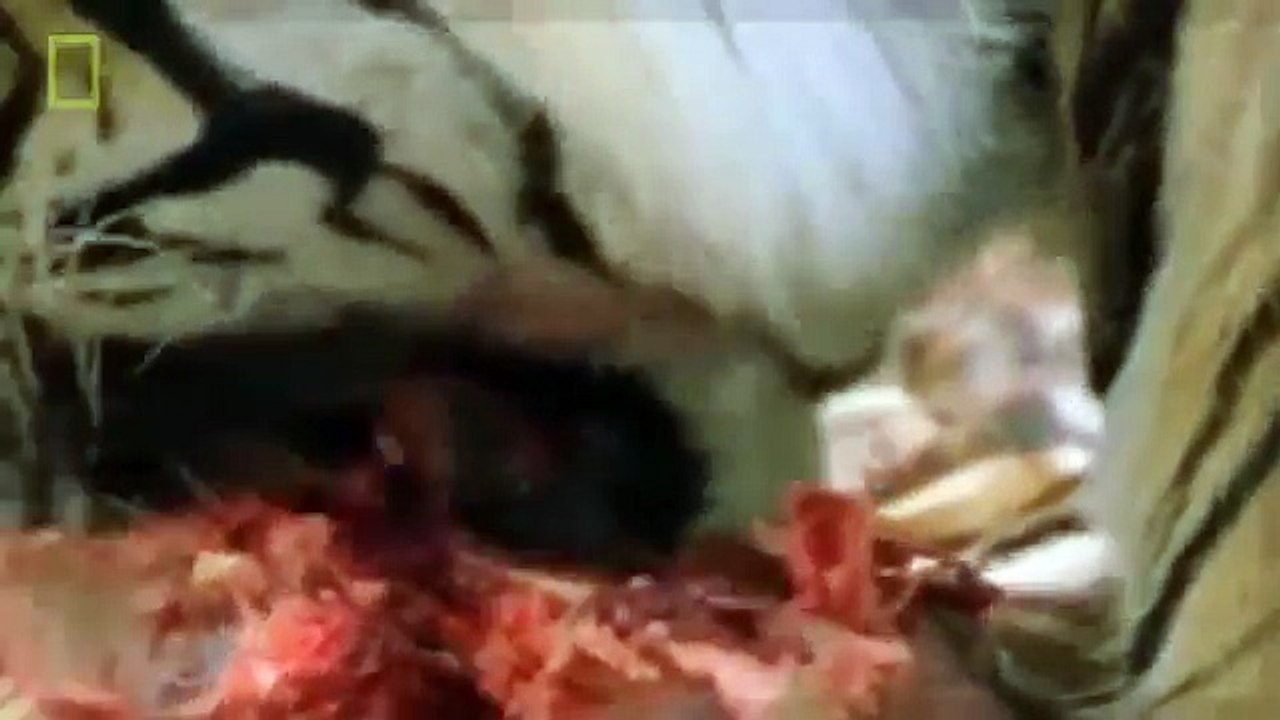 Animal Documentary National  Geographic - APEX PREDATORS: Lion, Tiger, Cheetah, Hyena & More!