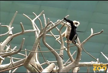 Duet of  Singing  Gibbons at Brookfield Zoo