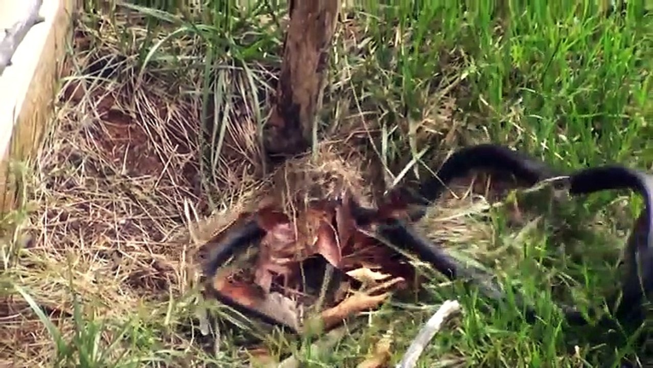 Mother Rabbit Fights Snake Eating Her Baby - Video - KillSomeTime.com
