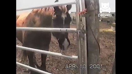Horse opens door with his lips