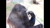 Huge Gorilla Picks His Nose And Eats it