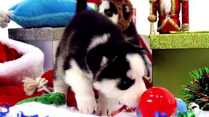 Husky Puppies Play in Winter Wonderland