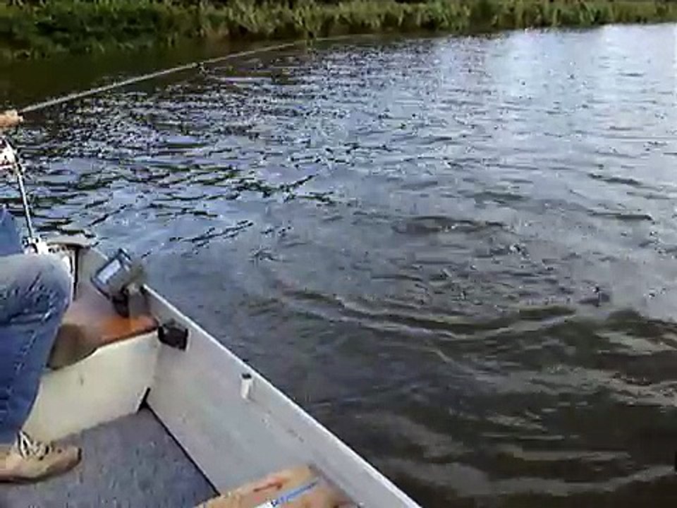 Zander Fishing Video Drill, Catch & Release