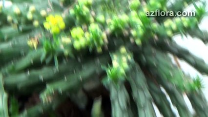 Размножение горгонарии - Euphorbia Medusa head propagation